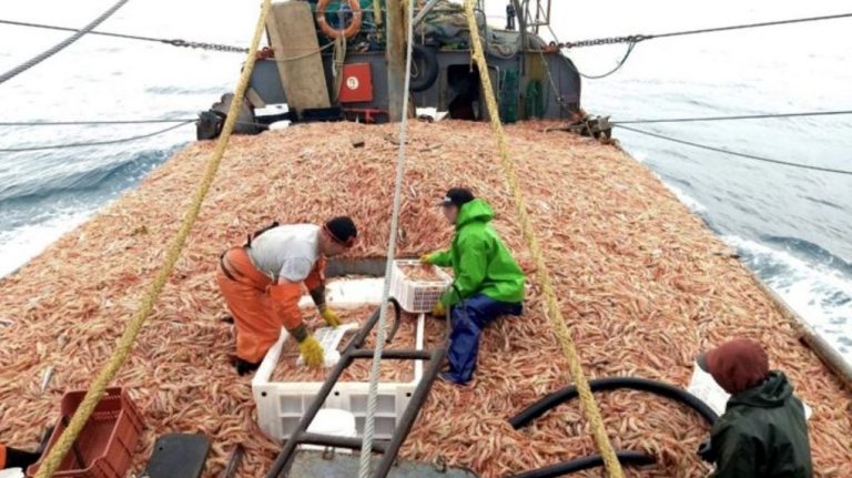 La Secretaria de Pesca de Chubut reafirma mediante una Resoluci贸n, mayor control en el r茅gimen de pesca de langostino, merluza y centolla