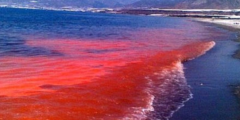 Marea Roja en el Golfo Nuevo atrae personal de la ciencia para analizar impacto sobre ballenas
