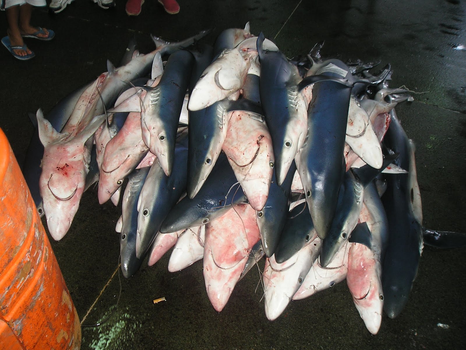 Consejo Federal Pesquero. Resolución Nro.19/2022.  Condrictios, protección de tiburones