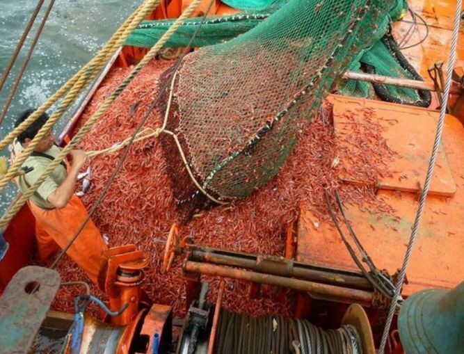 Langostino Chubut. Primer mes de la zafra, a toda orquesta