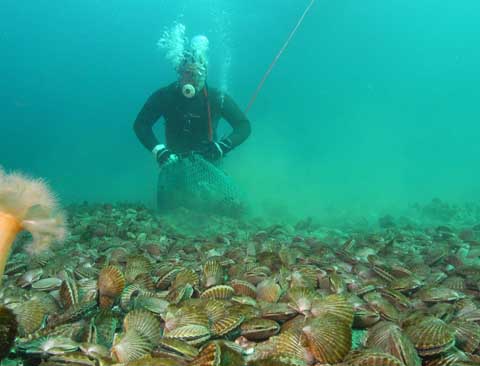 Chubut. Pescadores artesanales logran aprovechar los últimos días habilitados a la pesca