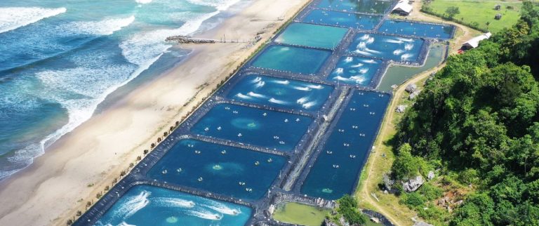 Indonesia y Ecuador, buscan potenciar la producci贸n de camar贸n de cultivo (Vannamei)