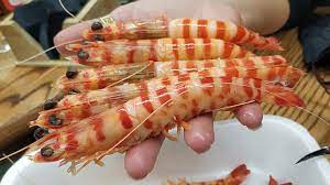 Australia. Precios de especies de cultivo, en nuevos máximos históricos y con demanda