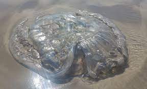 Hallaron varias medusas de grandes dimensiones en Playa Uni贸n, Rawson