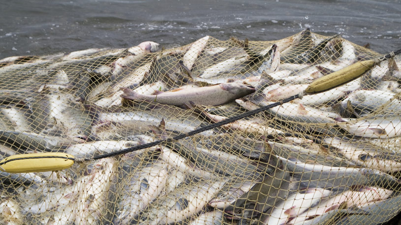 La Unión Europea prohibió la importación de pescado capturados en aguas de Camerún por considerarlo producto de la pesca ilegal