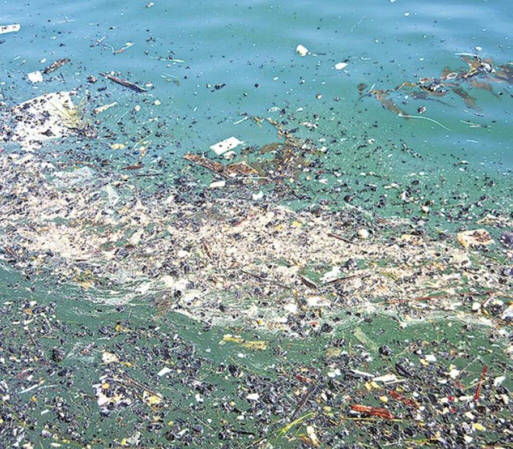 CONICET e INIDEP estudian merluza, anchoita y corvina rubia para analizar impacto de microplásticos