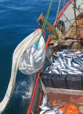 Apareció bonito cercano y las lanchas buscan su oportunidad