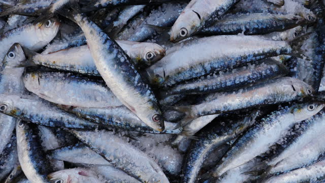 Marruecos se impone como primer exportador de sardinas en conserva