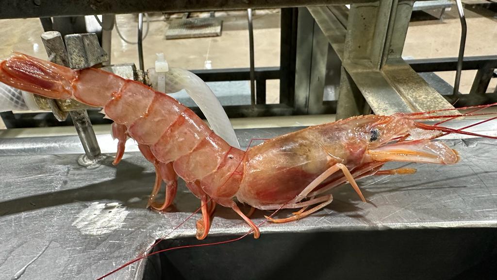El langostino del norte, inunda el muelle de Mar del Plata