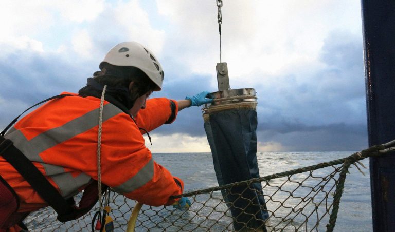 Bi贸logos del BIP Mar Argentino extraen huevos de ancho铆ta para estudio en cautiverio