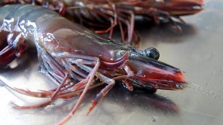 La República de la India produce para exportar langostino tigre de cultivo