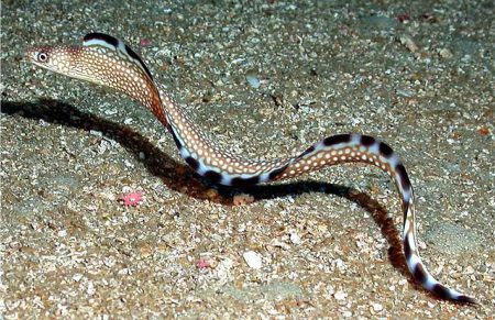 Pescadores deportivos capturaron una morena, pez subtropical raramente visto en estas latitudes