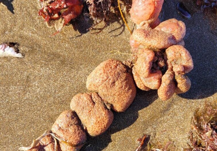 Biólogos del INIDEP dan certeza sobre «papas de mar» que se hallaron en las playas del sur de Mar del Plata