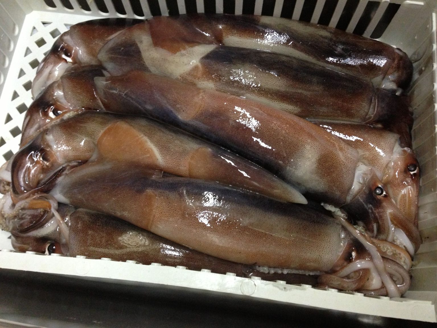 Calamar, repuntan capturas y mejoran tamaños, no alcanza para una zafra decorosa