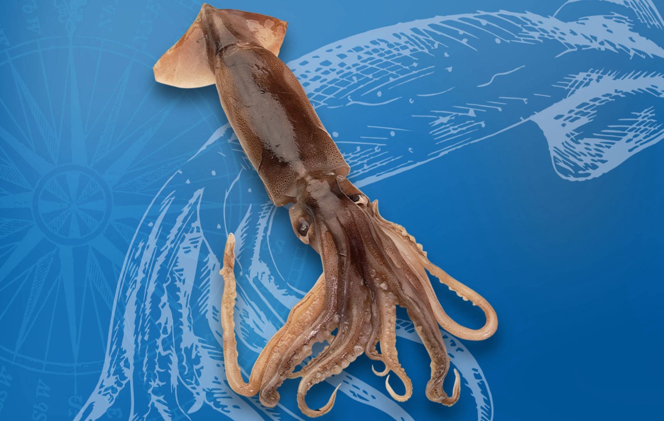 Calamar illex argentinus, mejoran las capturas en una zafra regular