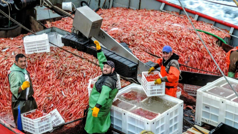 Temporada histórica de langostino en Chubut