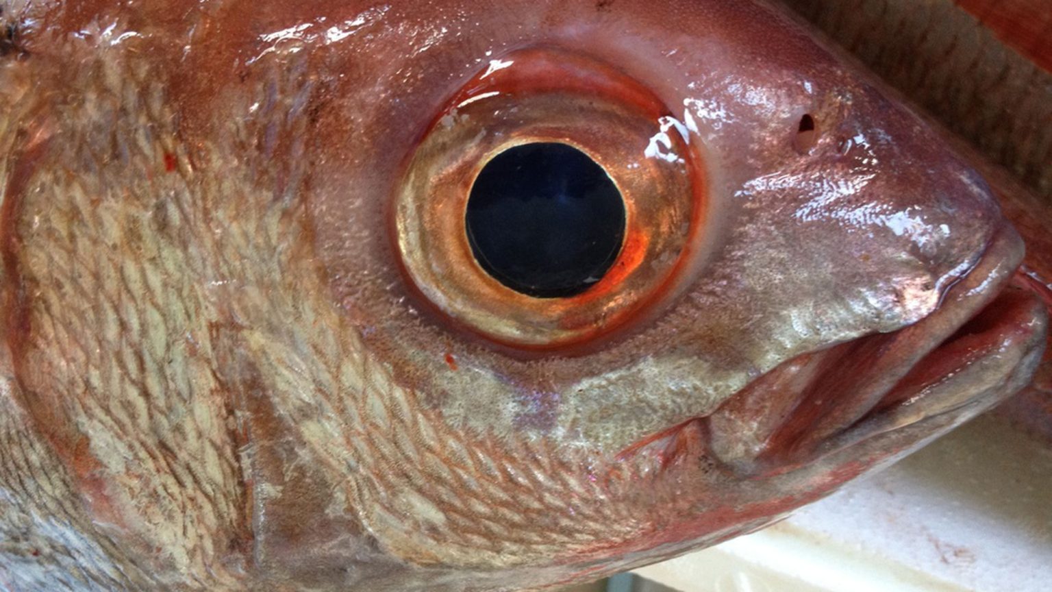 BP Don Mario, tradición y viejo oficio de pesca con nasas