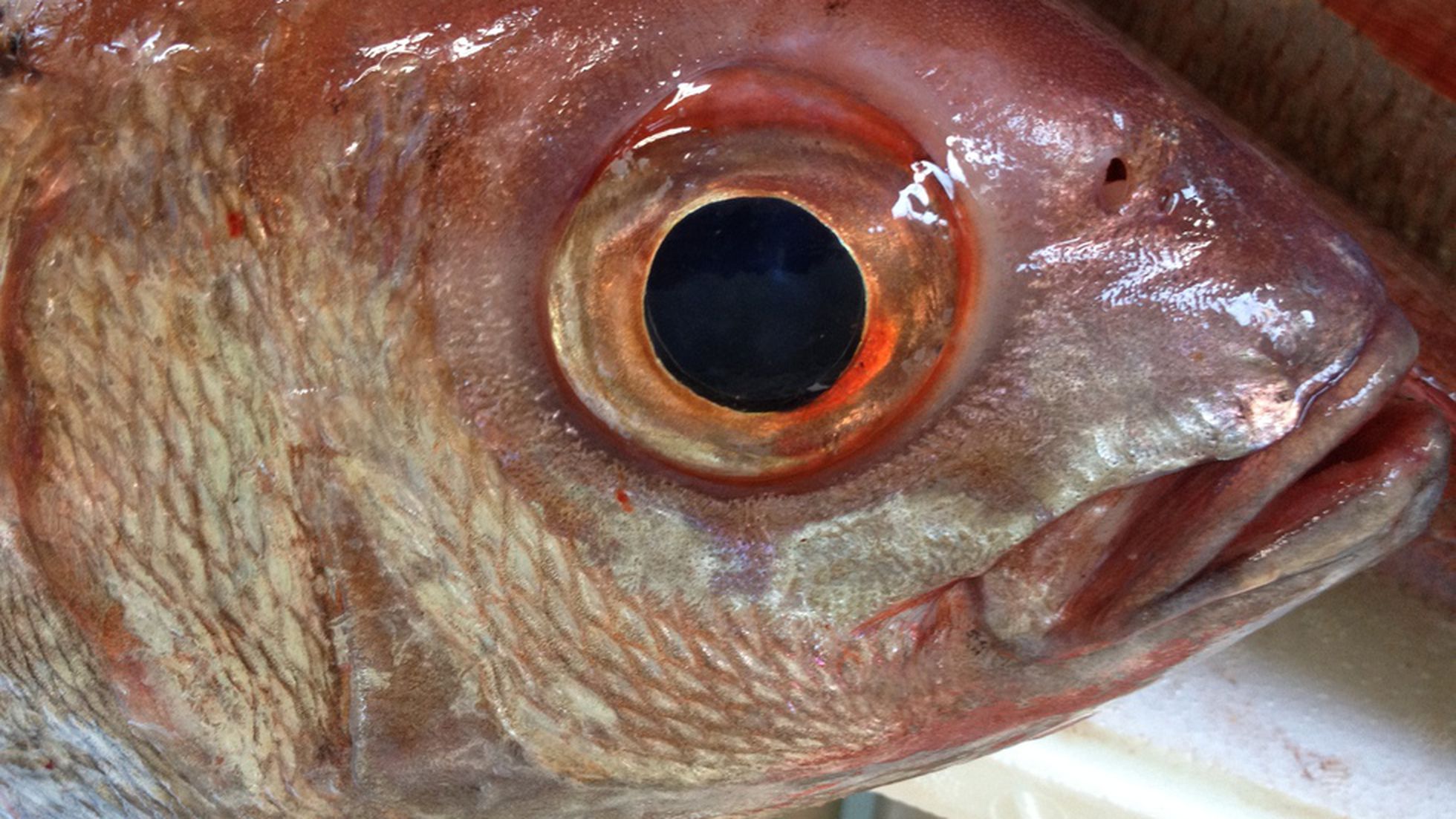 BP Don Mario, tradición y viejo oficio de pesca con nasas