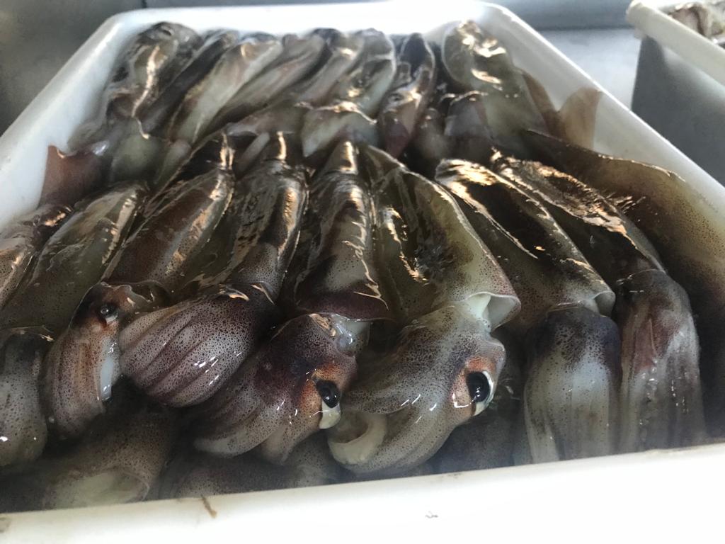 Calamar Illex. Encuentran sustento científico a la correlación entre las temperaturas y la abundancia del calamar