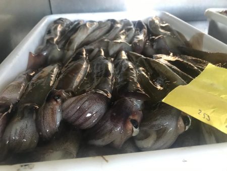 Calamar illex. Por tallas juveniles cierran por 21 dÃas las operaciones de pesca al norte del paralelo 44°S