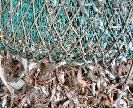 Langostino. Cierran la Subárea 14 por nulidad de marisco y presencia de fauna acompañante