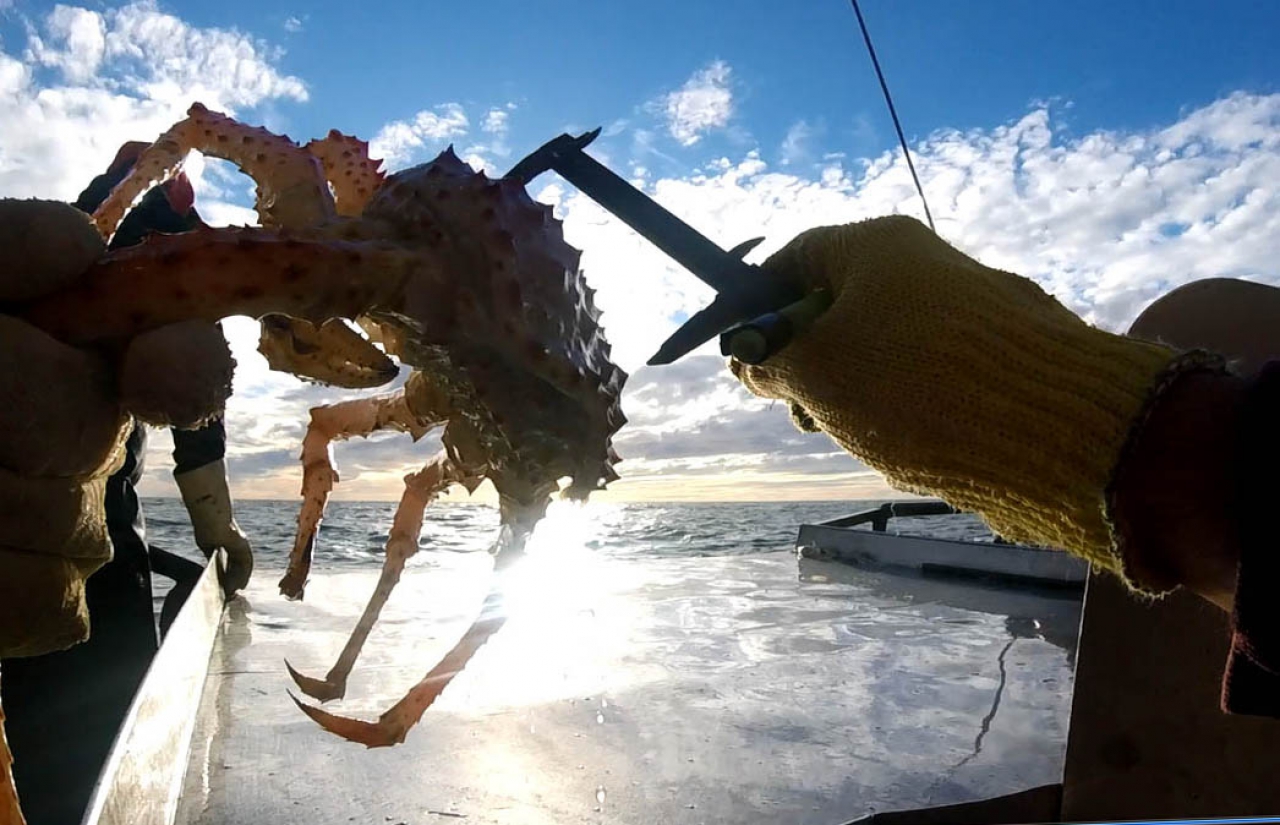 Centolla. Alarma. Todo indicaría que se está llegando a límites de biomasa