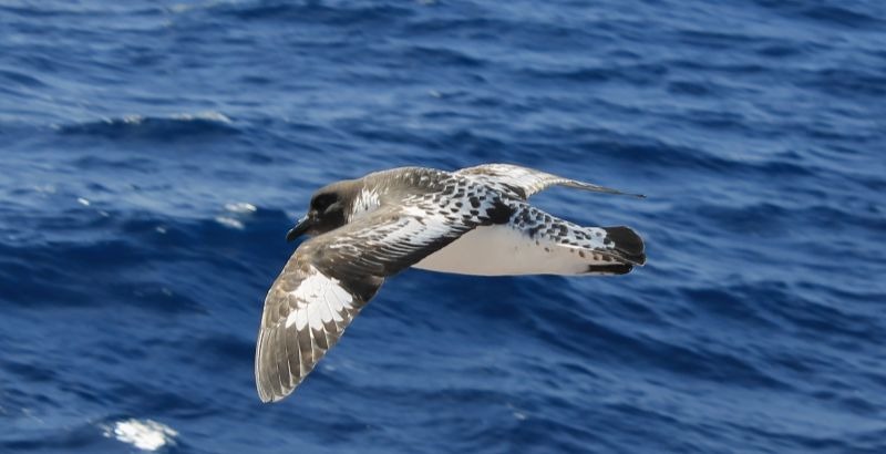 脕reas Marinas Protegidas, parques biol贸gicos en el mar, vida oce谩nica y la Agenda 2030