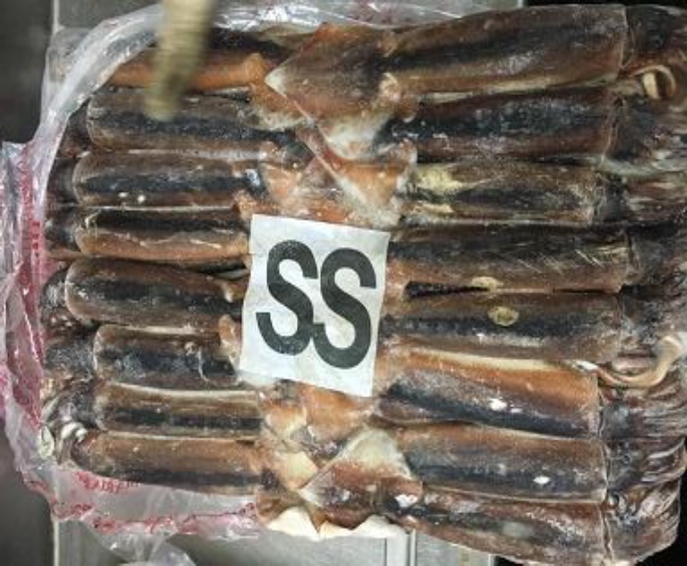 Calamar. Reabren la zona de pesca al norte del paralelo 44°S