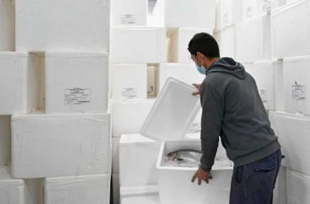 Hist贸rico. Empresa de Neuquen exporta por primera vez, truchas arcoiris por v铆a aerea