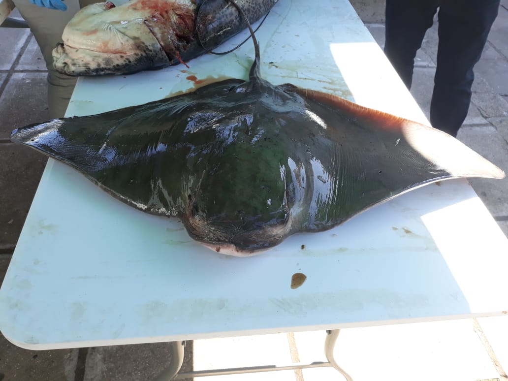 Enfoque ecosistémico de la pesca. Manipulación de peces cartilaginosos