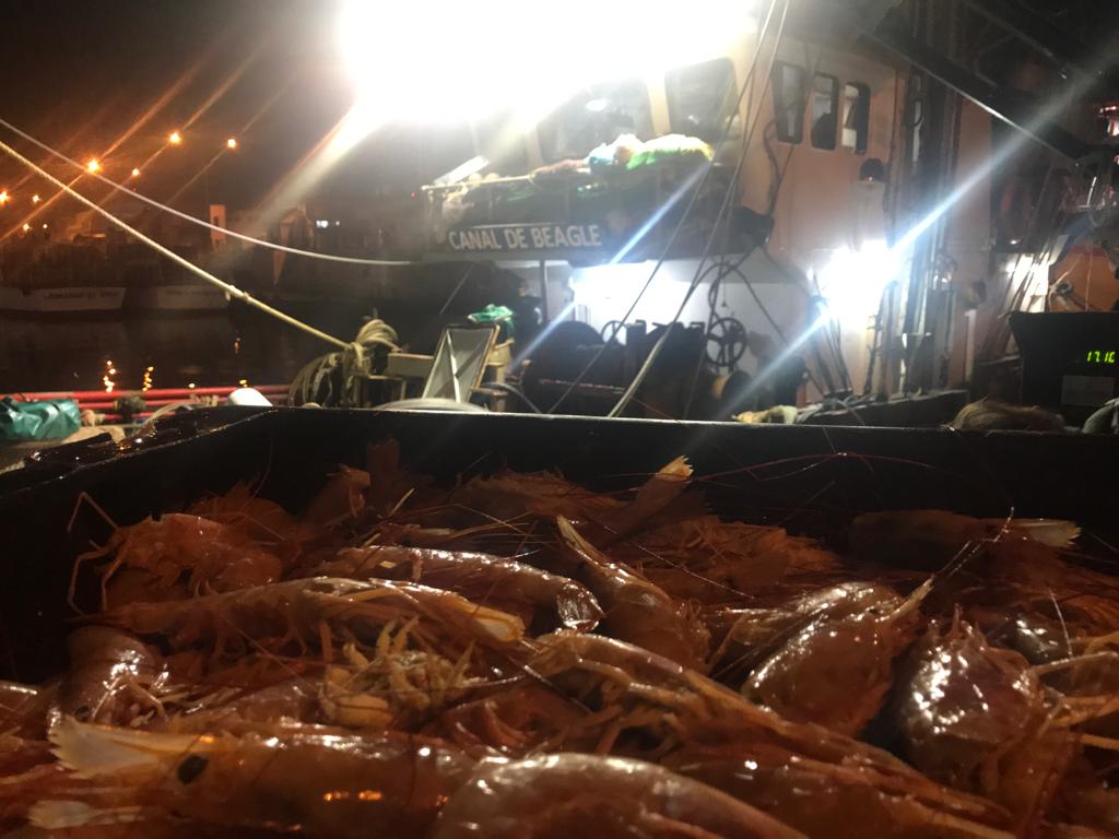 Langostino. Abren las subáreas 7, 8 y 14, con buenas expectativas de captura