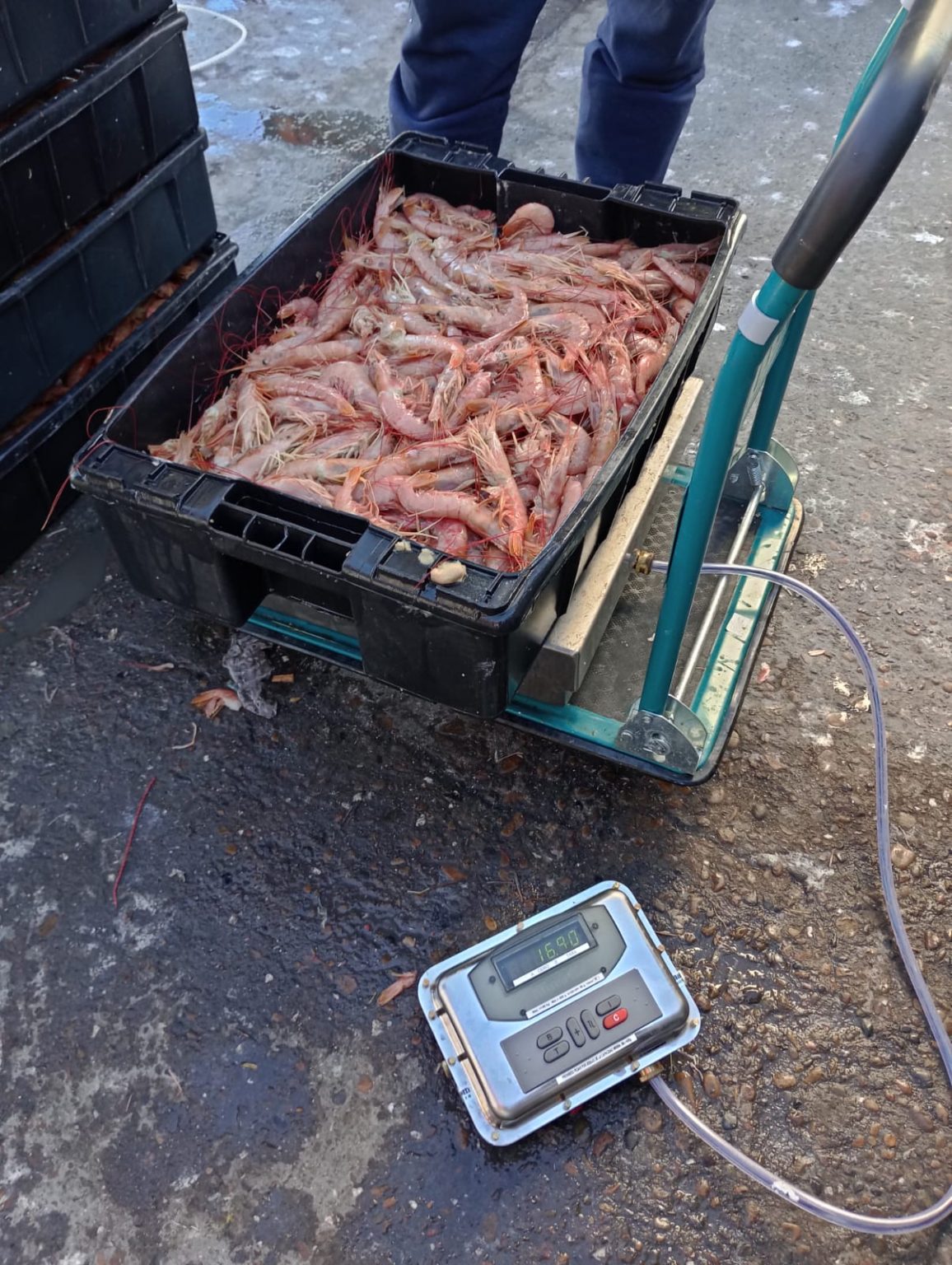 Un nuevo eslabón en la trazabilidad de productos de origen marino. Ahora Actas de Descargas digitales