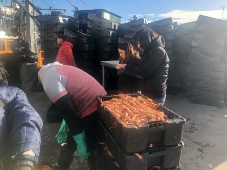 Langostino. Estricto control y fiscalización de descargas en muelles, solo hubo 20 presuntas infracciones