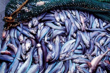 Consejo Federal Pesquero. Sesi贸n semanal, Acta Nro. 34/2023