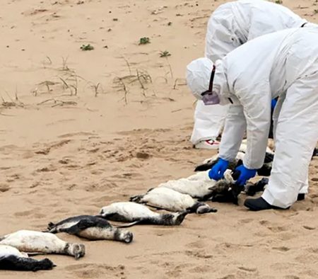 Encuentran m谩s de 2000 ping眉inos muertos en las costas de Uruguay