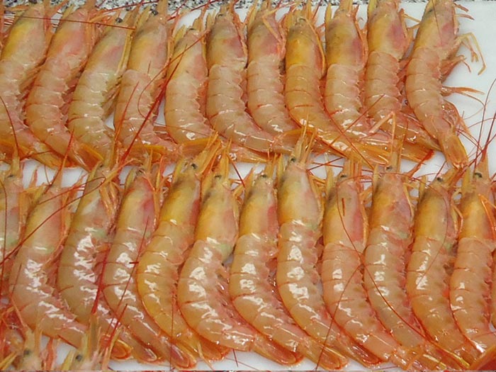 Langostino. Abren la sub谩rea 5 con buenas expectativas