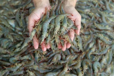Vietnam. Apelan al marketing para ampliar la base de consumidores de langostino de cultivo