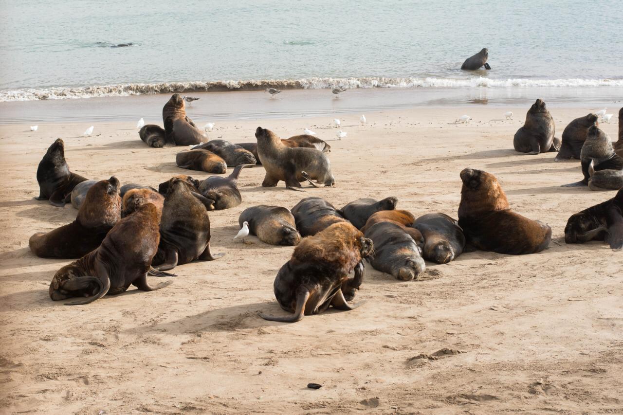 Strengthening the preventive and nursing measures of avian influenza cases in sea lions