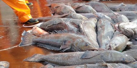 Realizarán campaña para monitorear el estado reproductivo de la Merluza Negra en el BP San Arawa II