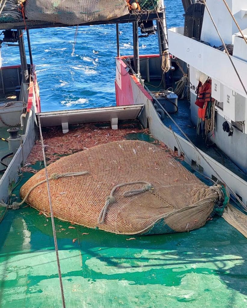 Langostino. Presencia de juveniles de merluza en subárea 6, importante concentración al norte de la subárea 15 y pedido de prospección para la subáreas 13 y 14