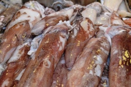 La CTMFM dict贸 medidas de protecci贸n de la especie Calamar illex argentinus en ZCP