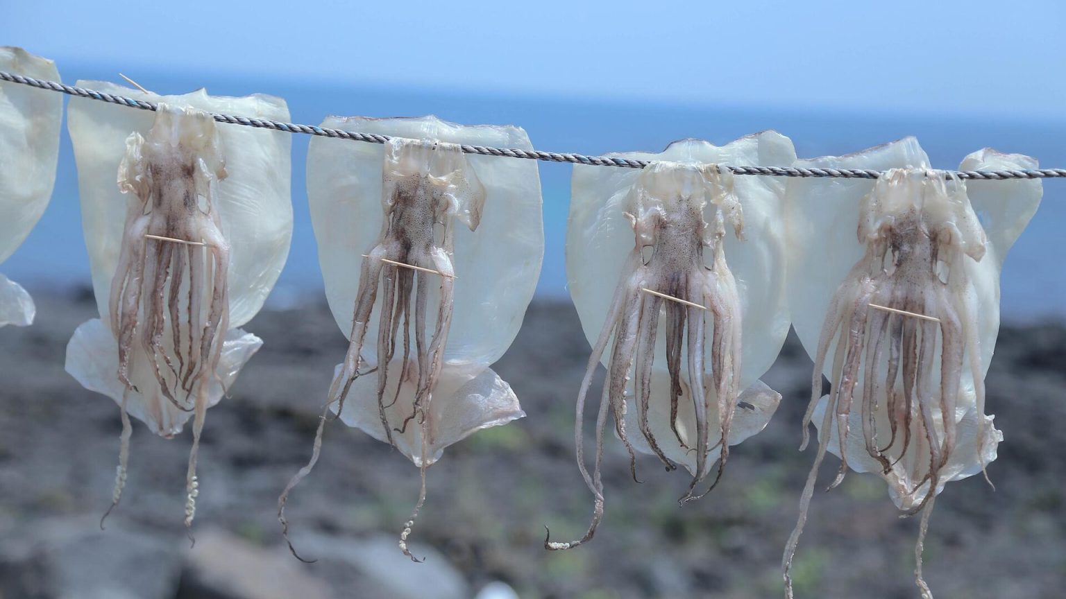 Loligo, Islas Malvinas. Fuerte caída en capturas pone en alerta sus finanzas