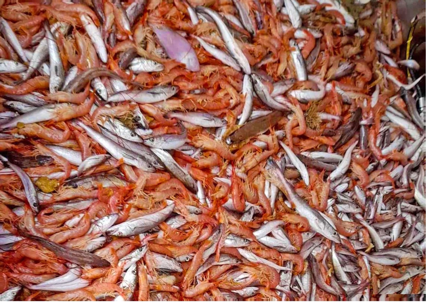 Langostino. Se espera ingrese informe del INIDEP al CFP, podría condicionar el futuro de la zafra en aguas nacionales. El bycatch en el centro de la escena