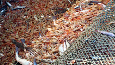 Consejo Federal Pesquero. Sesi贸n semanal, Acta Nro. 29/2023. CITC y fin de zafra de langostino en aguas nacionales