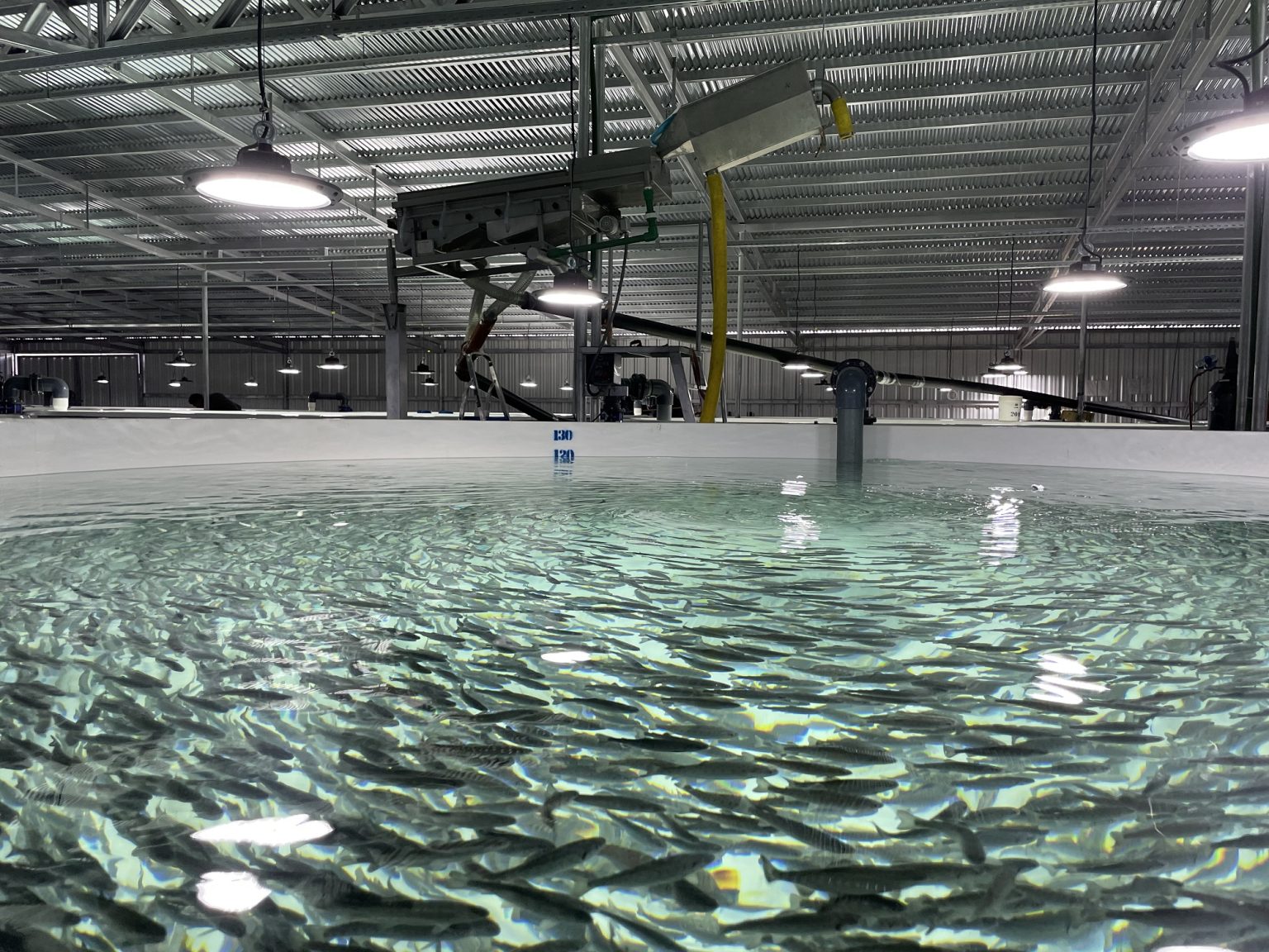 SENASA habilitó un nuevo establecimiento de procesado de filet de truchas destino exportación