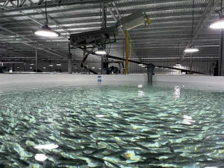 SENASA habilitó un nuevo establecimiento de procesado de filet de truchas destino exportación