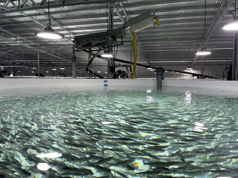 SENASA habilitó un nuevo establecimiento de procesado de filet de truchas destino exportación