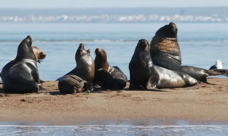 In Brazil, bird flu also affects sea lions