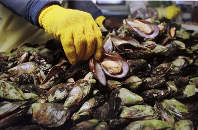 Veda total en el Golfo San José por presencia de Marea Roja