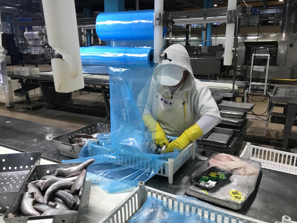 Presentan resultados preliminares del censo del personal de plantas procesadoras de pescado